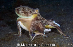 The removal. Octopussy coconut
Lembeh strait 2008
Nikon... by Marchione Giacomo 